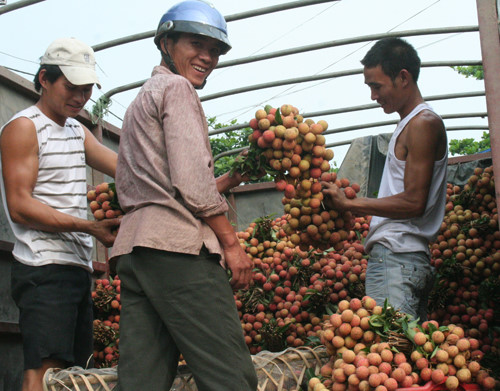 Hơn 1.000 hộ nông dân Bắc Giang có thu nhập trăm triệu từ vải thiều - 1