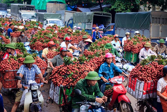 Bắc Giang &#39;gặt&#39; vụ vải thiều thành công nhất trong 6 thập kỷ - 1