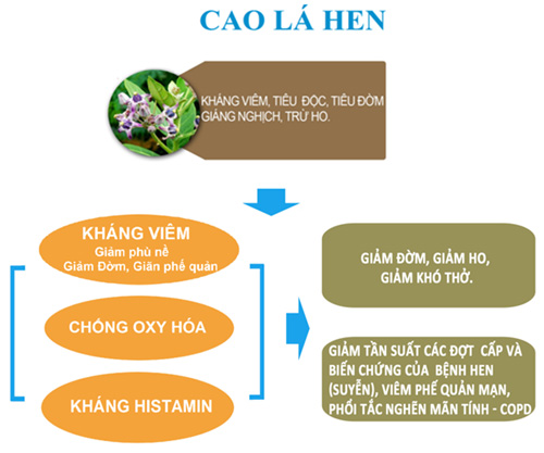 Sự thật về lá hen đặc trị đờm ho, khó thở, hen suyễn, COPD - hiệu quả tới 96,7% - 2
