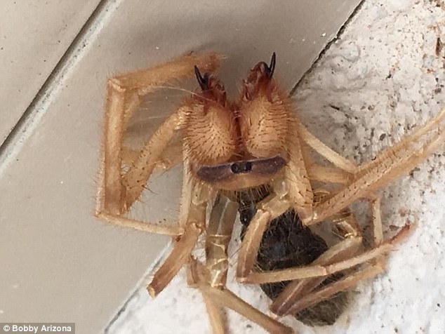 Tá hỏa phát hiện nhện khổng lồ lai bọ cạp - 1