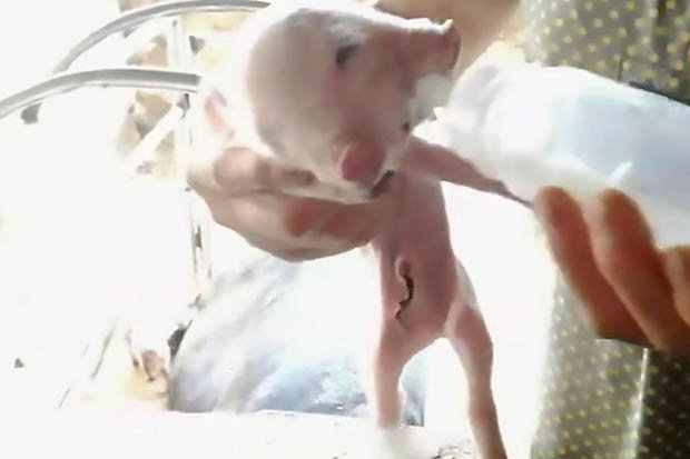 Lợn hai đầu bú sữa ừng ực ở Trung Quốc - 1