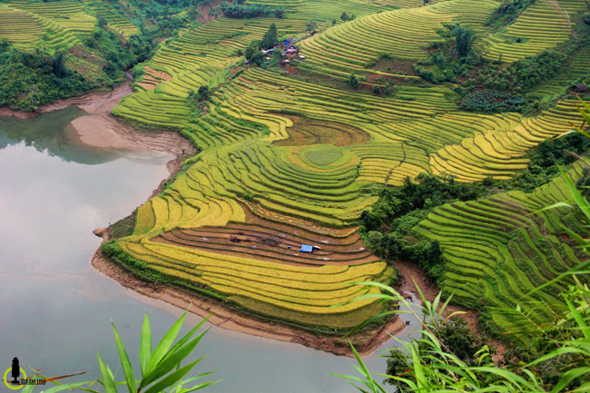 Lạc lối trong thung lũng lúa chín tráng lệ nhất Lào Cai - 2