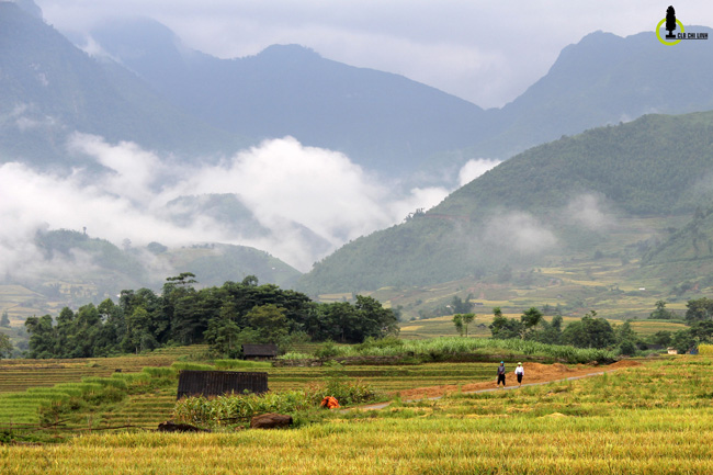 Lạc lối trong thung lũng lúa chín tráng lệ nhất Lào Cai - 11