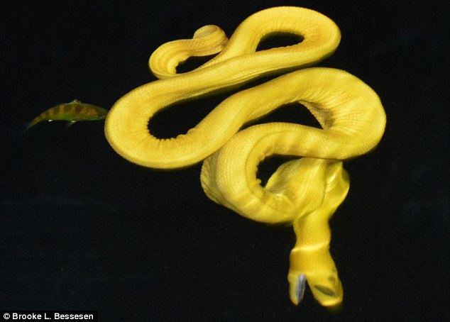 Phát hiện loài rắn vàng rực cực hiếm, chưa từng được biết đến - 1