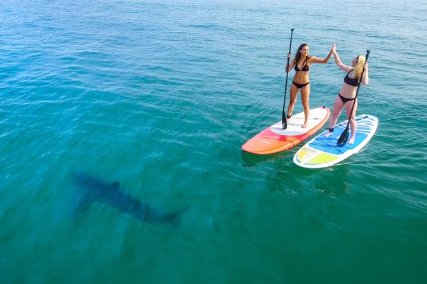 Hai cô gái mặc bikini bị 5 cá mập bao vây ở Mỹ - 1