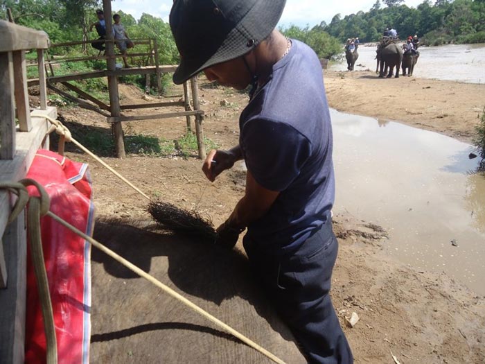 Nhẫn lông voi thật vẫn… giả - 3