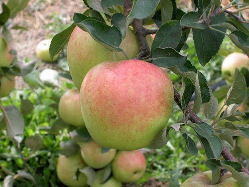 Mê mẩn loại táo Mỹ lạ "xanh vỏ - hồng lòng" siêu dễ thương - 10