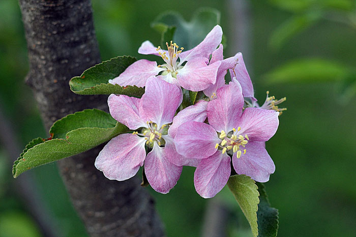 Mê mẩn loại táo Mỹ lạ "xanh vỏ - hồng lòng" siêu dễ thương - 9