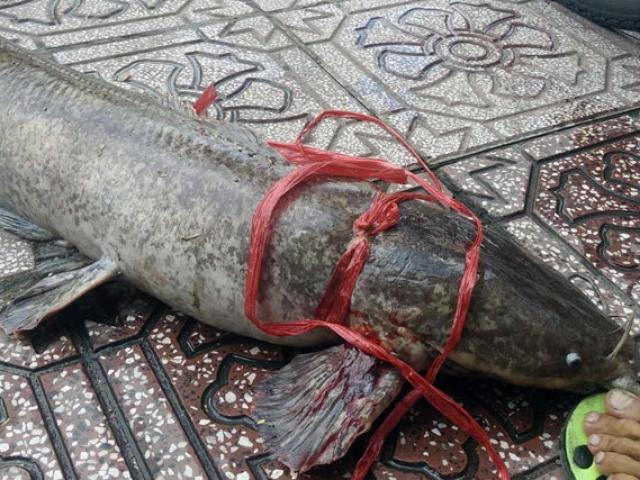 Câu được cá ”khủng” dài 1m giữa trung tâm Sài Gòn