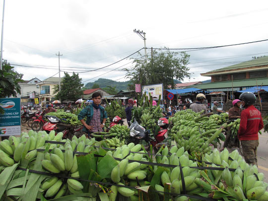 Nông dân khốn đốn vì giá chuối mật mốc chạm đáy - 6