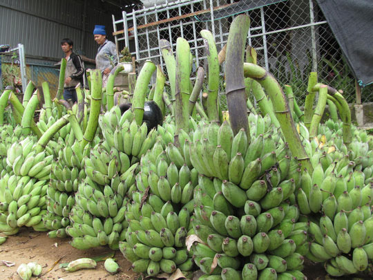 Nông dân khốn đốn vì giá chuối mật mốc chạm đáy - 7