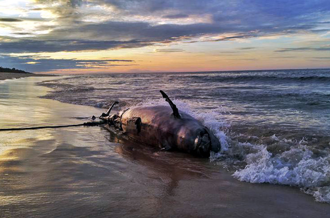 Xác cá heo “khủng” tự trôi vào biển Thừa Thiên - Huế - 1