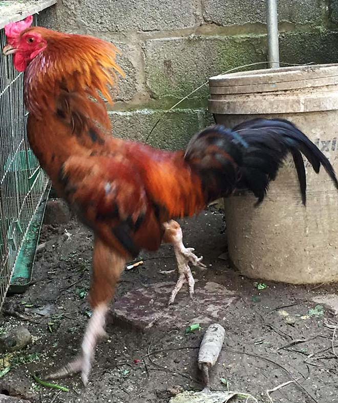 “Độc kê” 10 cựa, đại gia trả nghìn đô chưa mua nổi - 2