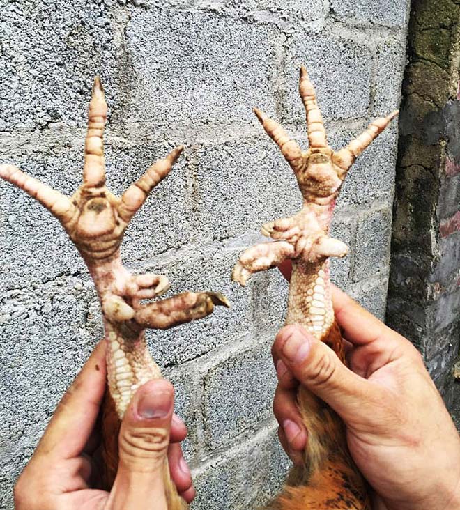 “Độc kê” 10 cựa, đại gia trả nghìn đô chưa mua nổi - 3