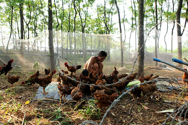 Gặp &#34;Robinson&#34; trên bãi giữa sông Hồng - 3