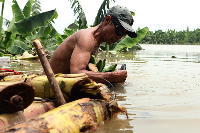 Gặp &#34;Robinson&#34; trên bãi giữa sông Hồng - 2