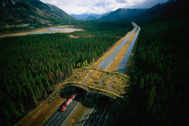 Cầu vượt qua đường cao tốc dành cho động vật hoang dã ở Alberta, Canada.