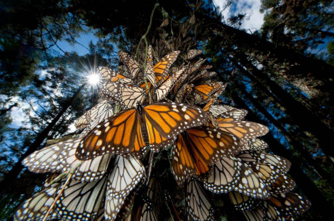 Hàng triệu con bướm chúa di cư vào mùa đông hàng năm từ Mỹ tới Mexico.