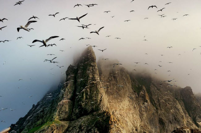 Chim biển bay phủ kín vách núi ở Saint Kilda, Scotland.