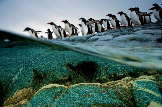 Chim cánh cụt Gentoo xếp hàng chờ nhảy xuống biển ở Nam Cực.