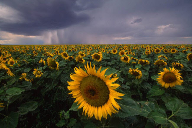 Cánh đồng hoa hướng dương nổi bật trên bầu trời u ám ở Denton, Montana, Mỹ.