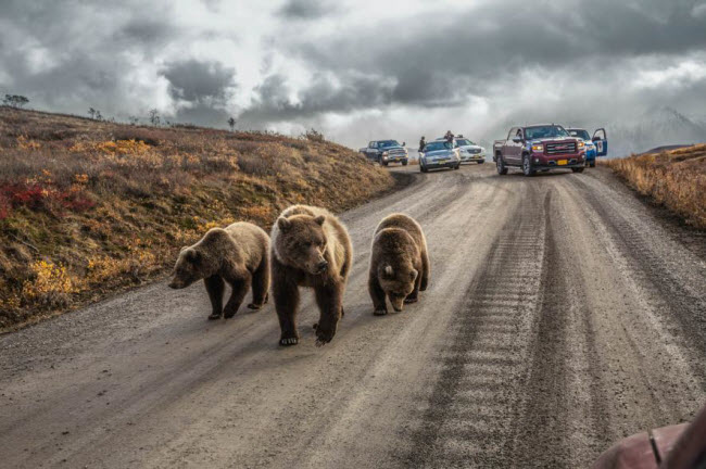 Gấu mẹ và 2 con của nó chặn phương tiện trên đường trong vườn quốc gia Denali, Alaska, Mỹ.