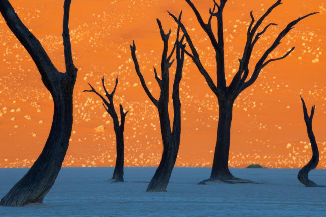Cây chết khô trong vườn quốc gia Namib-Naukluft ở Namibia.