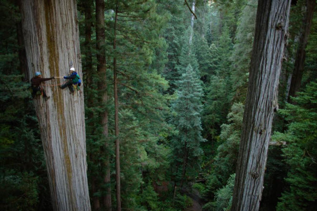Các nhà thực vật học lấy mẫu vỏ của một cây lớn trong vườn quốc gia Redwood, bang California, Mỹ.