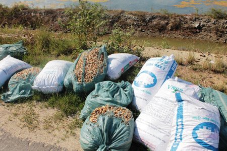 Mất ăn mất ngủ vì ốc hương đột nhiên chết như vãi trấu - 2