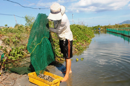 Mất ăn mất ngủ vì ốc hương đột nhiên chết như vãi trấu - 4