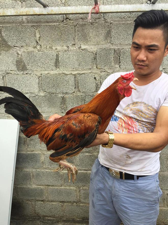 Ngắm cặp chân kì dị của “độc kê” 10 cựa giá nghìn đô - 8