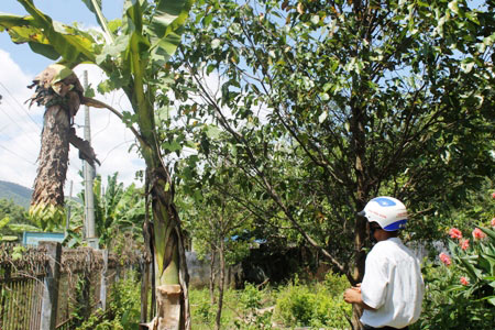 "Hốt bạc" với giống chuối chỉ thích "sống một mình" ở Ninh Thuận - 2