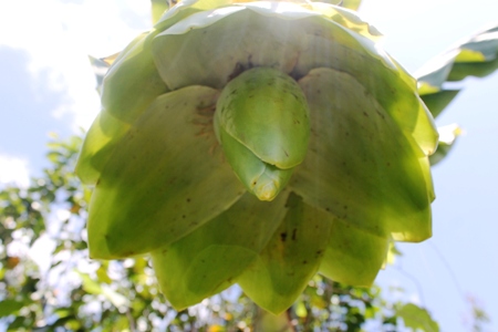 "Hốt bạc" với giống chuối chỉ thích "sống một mình" ở Ninh Thuận - 4