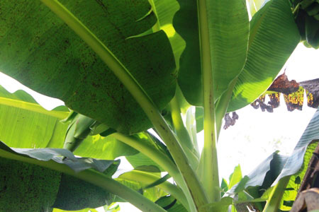 "Hốt bạc" với giống chuối chỉ thích "sống một mình" ở Ninh Thuận - 5