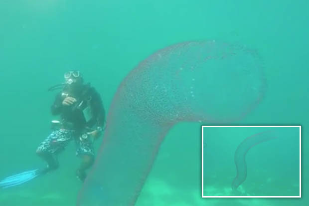 Video: Cận cảnh “quái vật ngoài hành tinh” dài 20m dưới biển sâu - 1