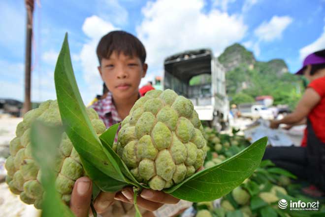 Chi Lăng vào mùa na, thương lái Việt Nam -Trung Quốc cạnh tranh tìm hàng &#34;đẹp&#34; - 12