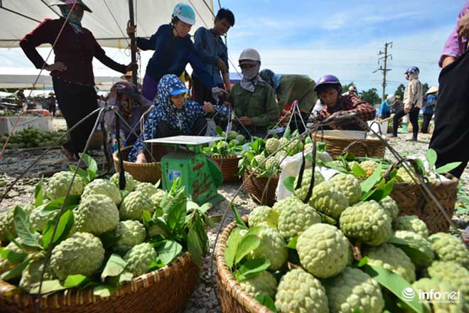 Chi Lăng vào mùa na, thương lái Việt Nam -Trung Quốc cạnh tranh tìm hàng &#34;đẹp&#34; - 8