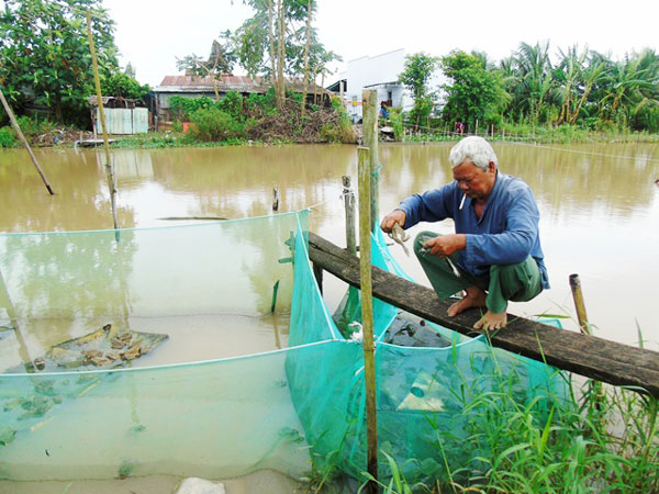 Nông dân có tiền tỷ: "Tui giàu là nhờ nấm rơm" - 2