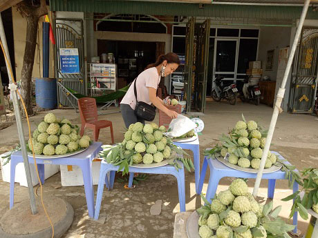 Na dai Mai Sơn quả to ngọt lịm, tư thương vào tận vườn thu mua - 3