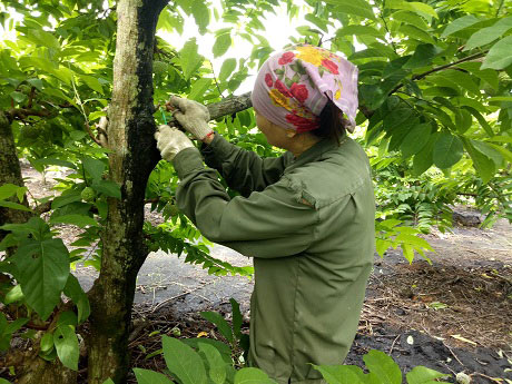 Na dai Mai Sơn quả to ngọt lịm, tư thương vào tận vườn thu mua - 5