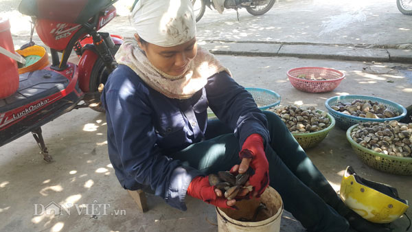 Rình nước triều rút, cầm xuổng đào sam đất kiếm nửa triệu/ngày - 2