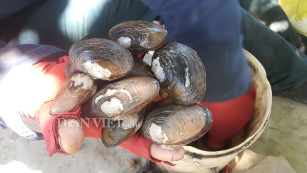 Rình nước triều rút, cầm xuổng đào sam đất kiếm nửa triệu/ngày - 3