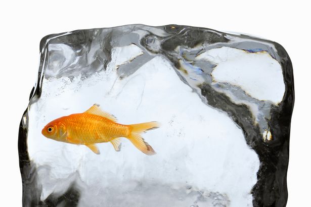 Nguyên nhân nước đóng băng không giết được cá vàng - 1