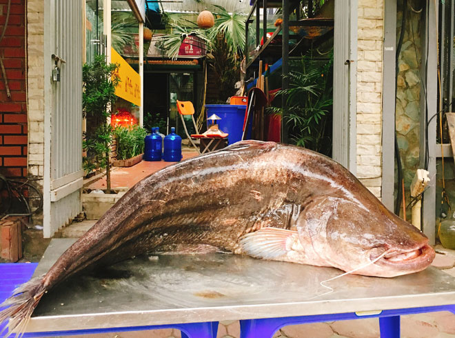 Cá leo “khổng lồ” dài gần 1,8m xuất hiện ở Hà Nội - 1