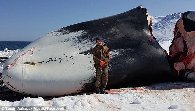 Mỹ: Bị dọa giết vì săn cá voi dài 17m cho cả làng ăn - 1