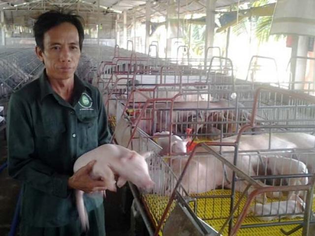 Đổ xô tìm giống lợn tái đàn, giá 1 triệu/con