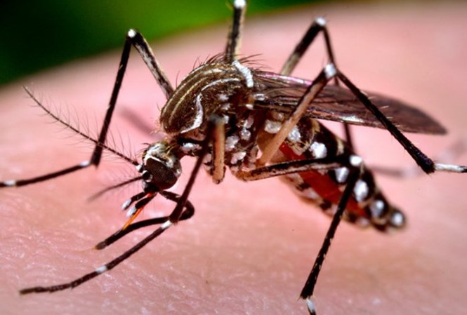 Muỗi đốt người gây sốt xuất huyết hình dáng thế nào? - 1