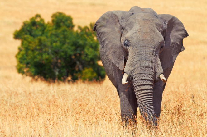 Thợ săn châu Phi bị voi khổng lồ giẫm chết - 1