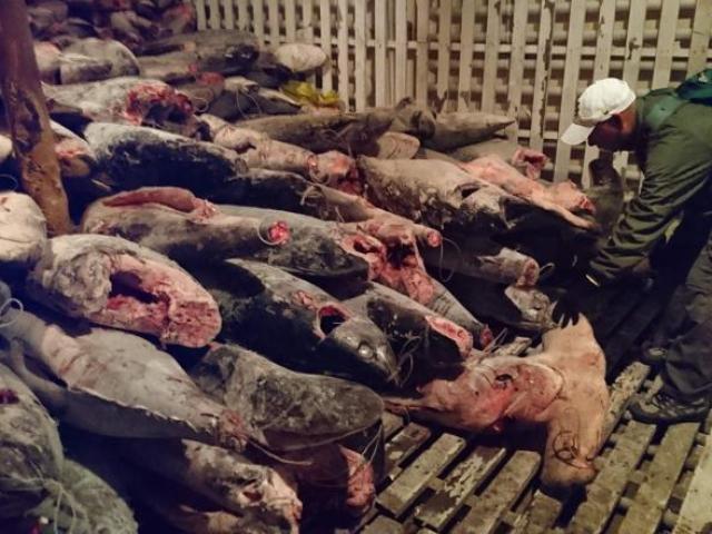 Hàng ngàn xác cá mập chất thành đống, kín đặc tàu TQ
