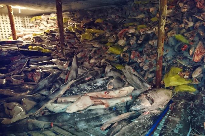 Hàng ngàn xác cá mập chất thành đống, kín đặc tàu TQ - 1